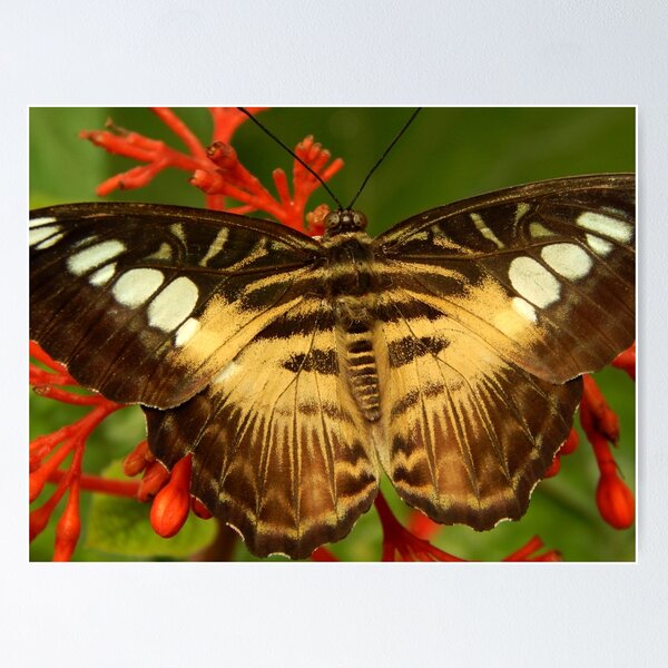 Item preview, Clipper Butterfly designed and sold by wallcat.