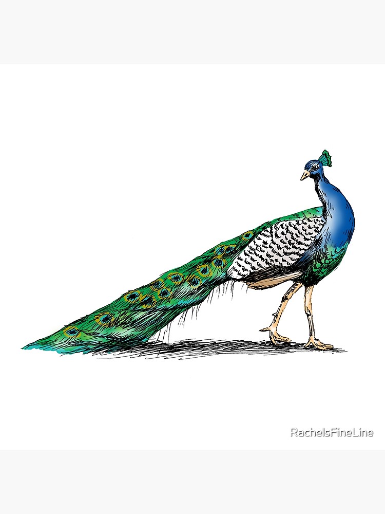 Peacock Drawing Very Easy From Number 2 | How To Draw Peacock | Number  Drawing | - YouTube