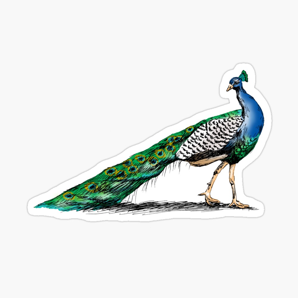 Colorful Peacock drawing Colorful Peacock drawing