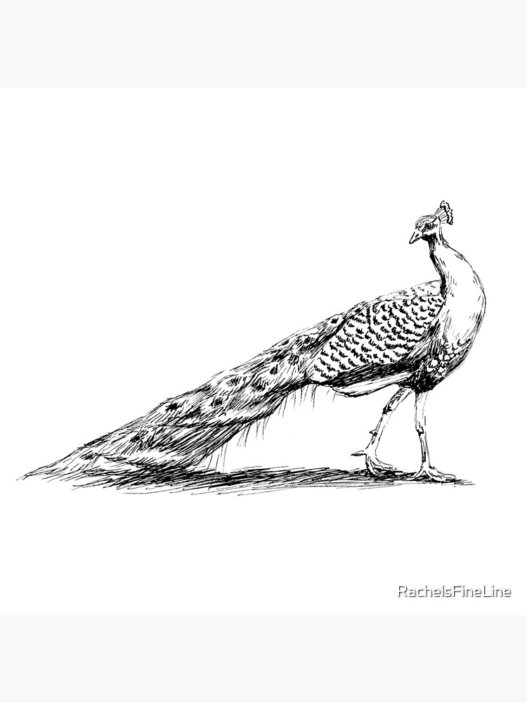 Line art Drawing , peacock transparent background PNG clipart | HiClipart