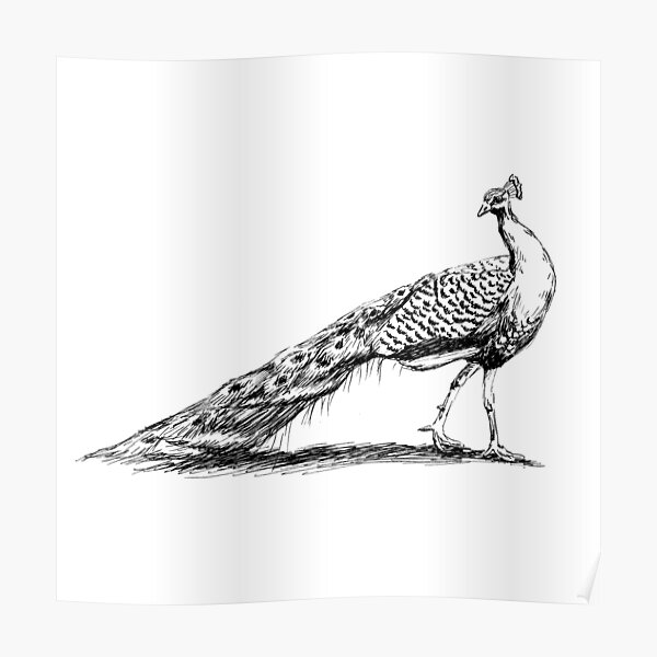 Peacock drawing Poster