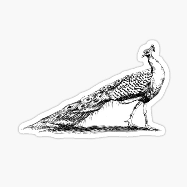 5,000+ Drawing Of Peacocks Stock Illustrations, Royalty-Free Vector  Graphics & Clip Art - iStock