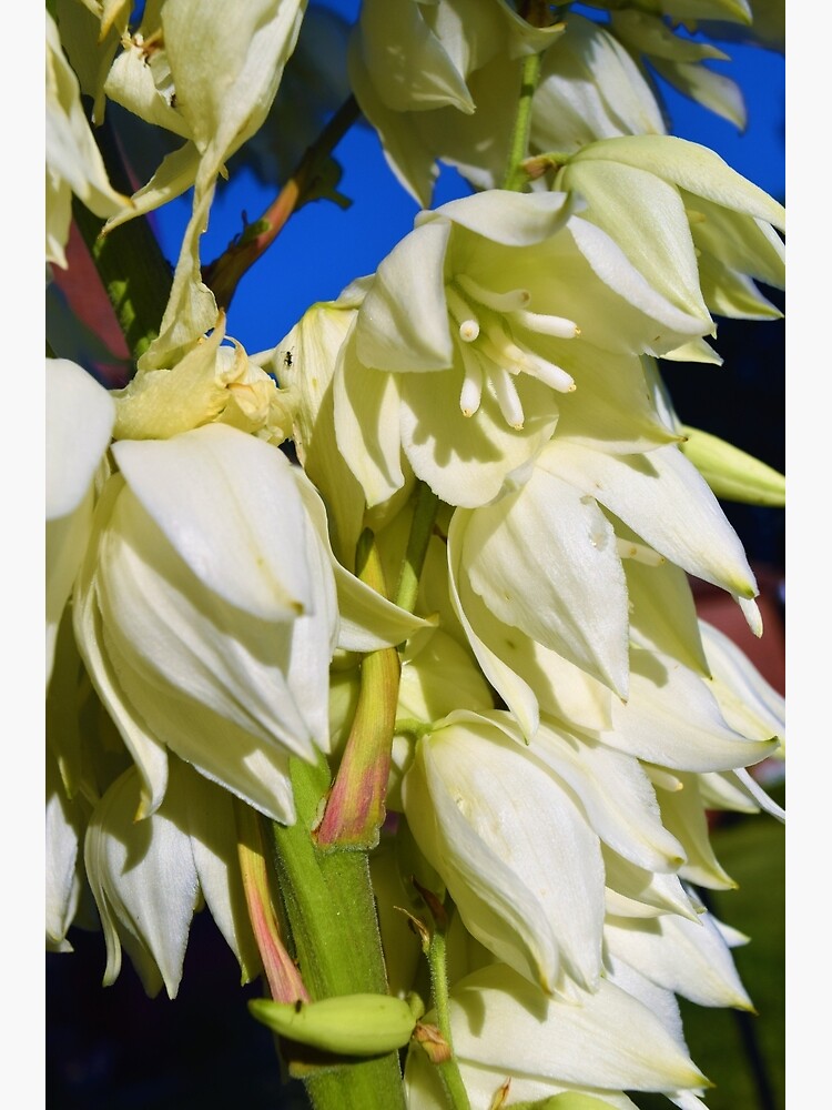 Discover Spring Blooms Premium Matte Vertical Poster