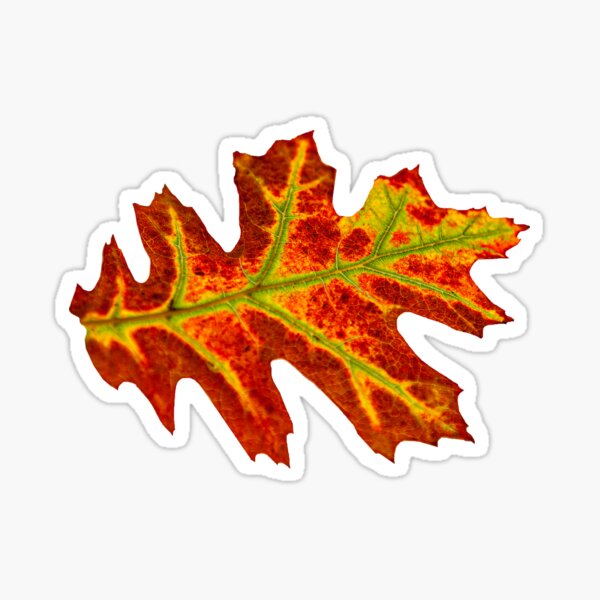 Item preview, Red Oak leaf designed and sold by OwlOccasions.