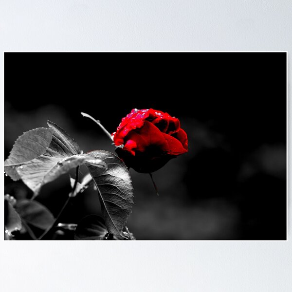 Item preview, Black White with a splash of red designed and sold by zihniophoto.