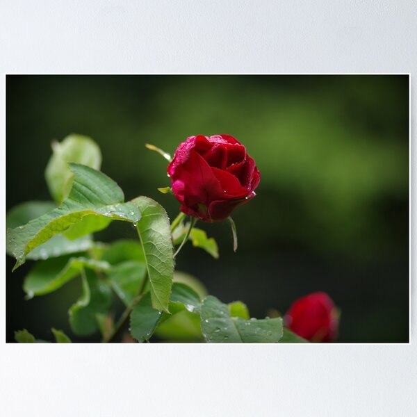 Item preview, Red rose designed and sold by zihniophoto.