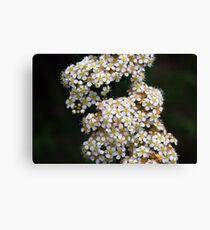 white flowers Canvas Print