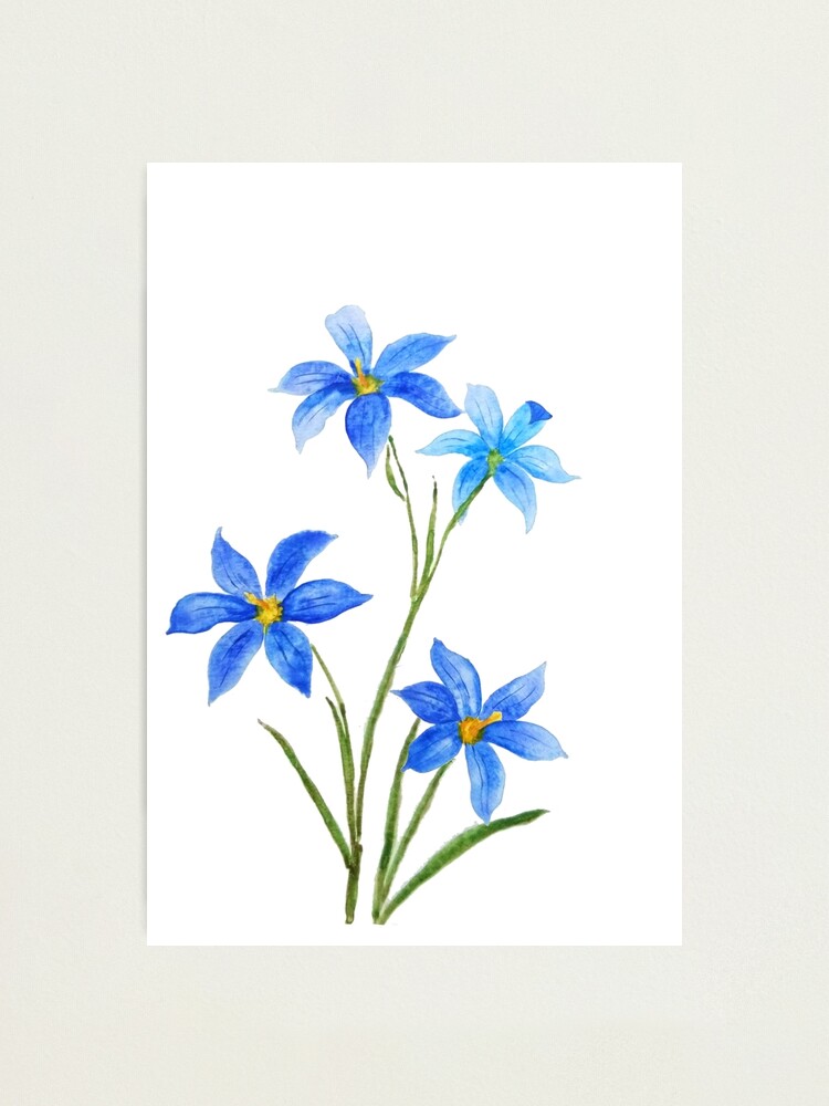 Vibrant Blossom: Stunning Watercolor Print of a Wild Blue Orchid, Perf