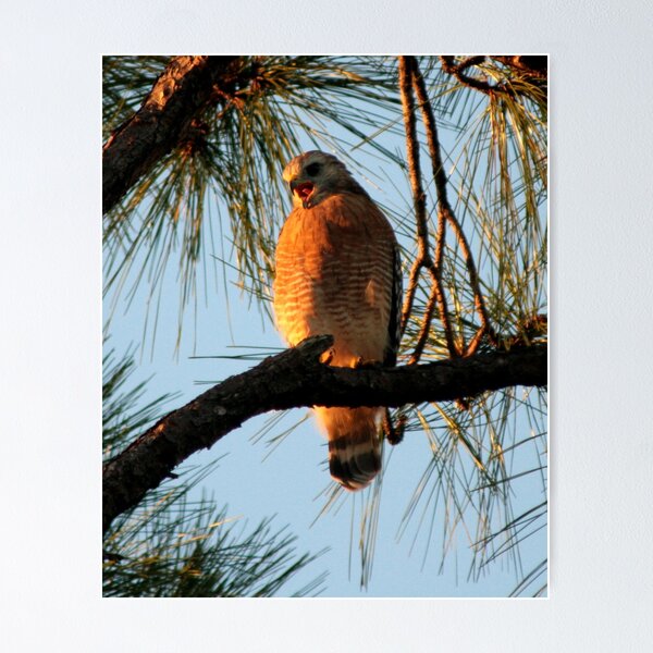 Item preview, Red Shouldered Hawk 1 designed and sold by Jim Sugrue.
