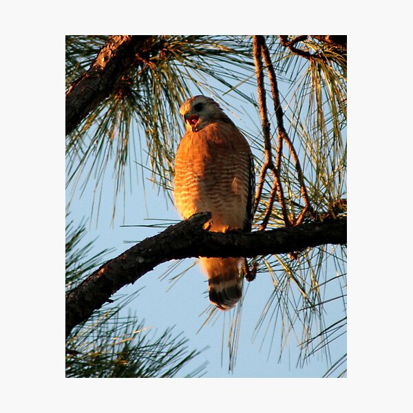 Artikelvorschau, Red Shouldered Hawk 1 entworfen und verkauft von Jim Sugrue.