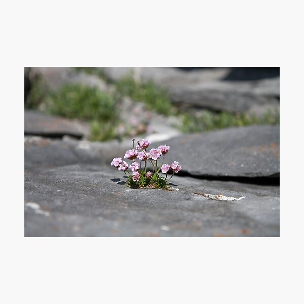 Survivor Photographic Print