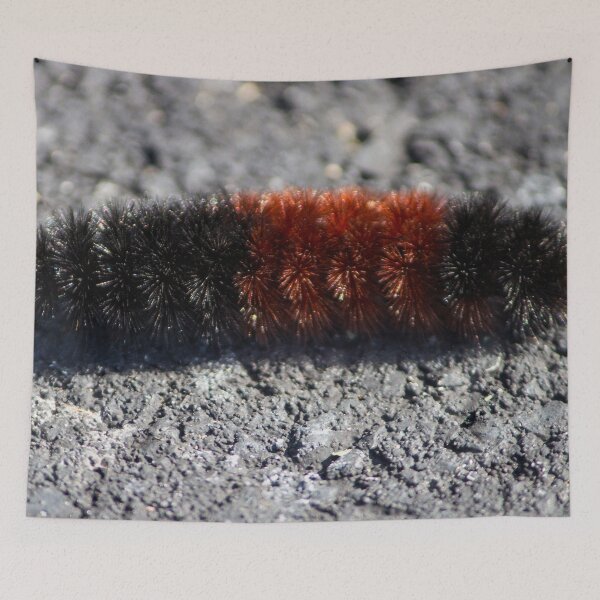 Item preview, Banded Woolly Bear Caterpillar designed and sold by Susie Kramer.