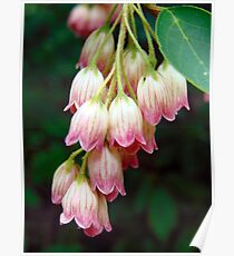 Nature Poster