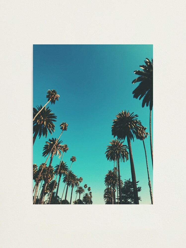 Alternate view of Los Angeles Palm Trees Photographic Print