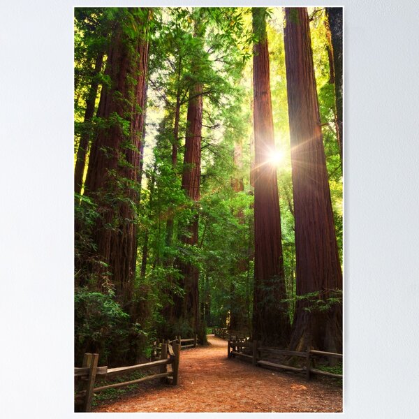 Item preview, Redwood Forest designed and sold by J. S. Wolf Photography.