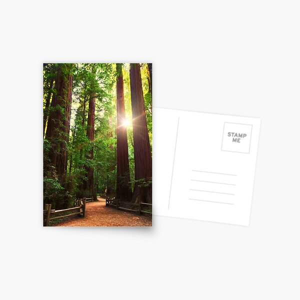 Item preview, Redwood Forest designed and sold by J. S. Wolf Photography.