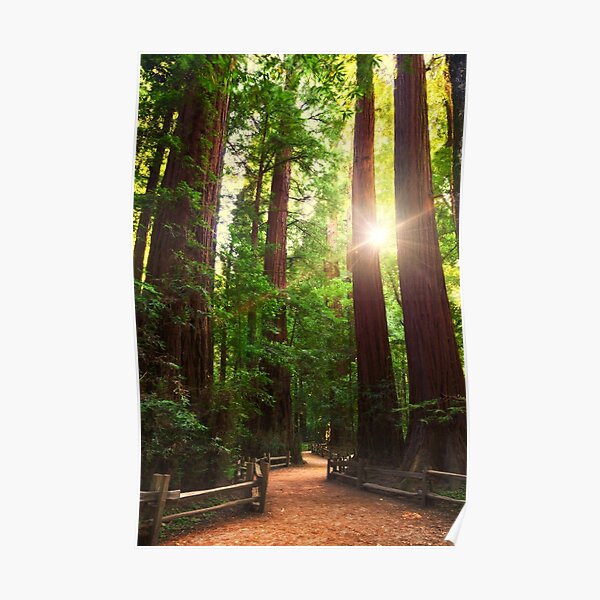 Redwood Forest Poster