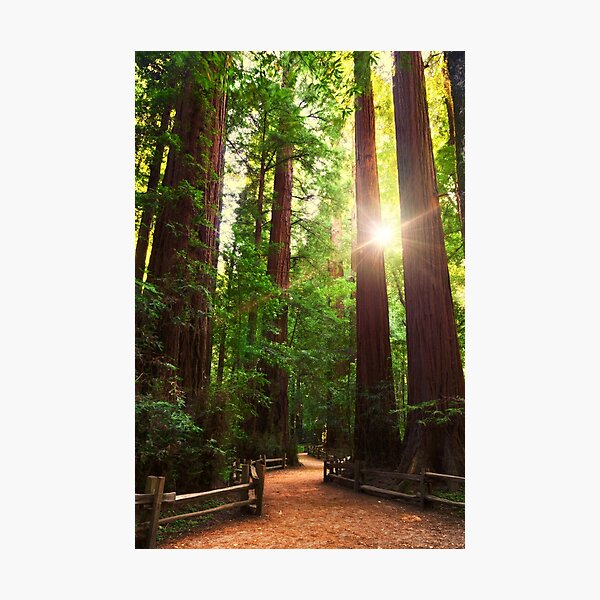 Redwood Forest Photographic Print
