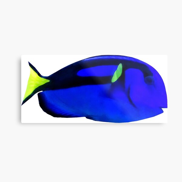 5 Pack Tang Fish Dory Tub Tattoos in Black Blue & Yellow by SlipX Solutions 
