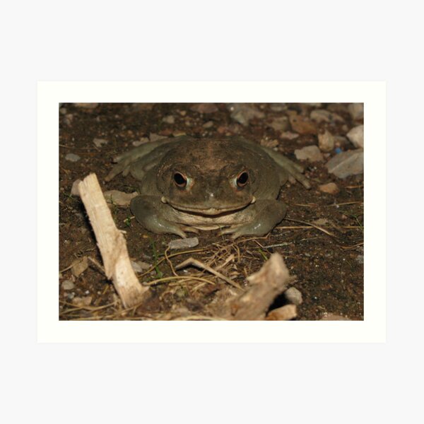 Sonoran Desert Toad (a.k.a Colorado River Toad) Art Print