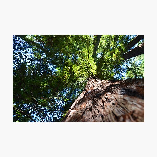 Redwood Photographic Print