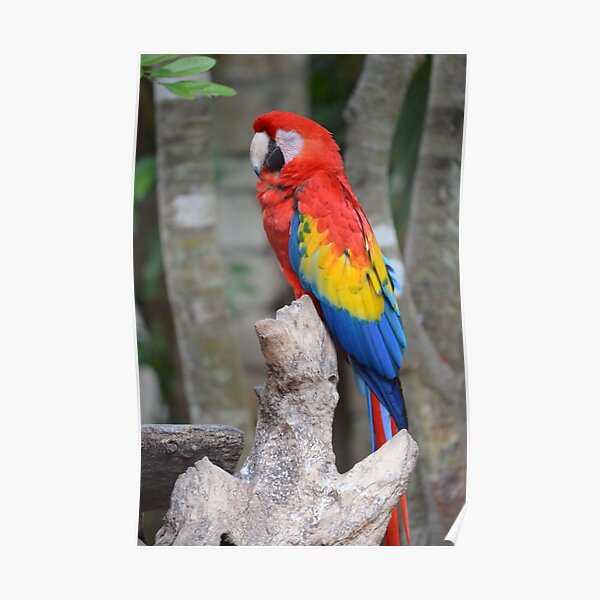 Parrot Poster