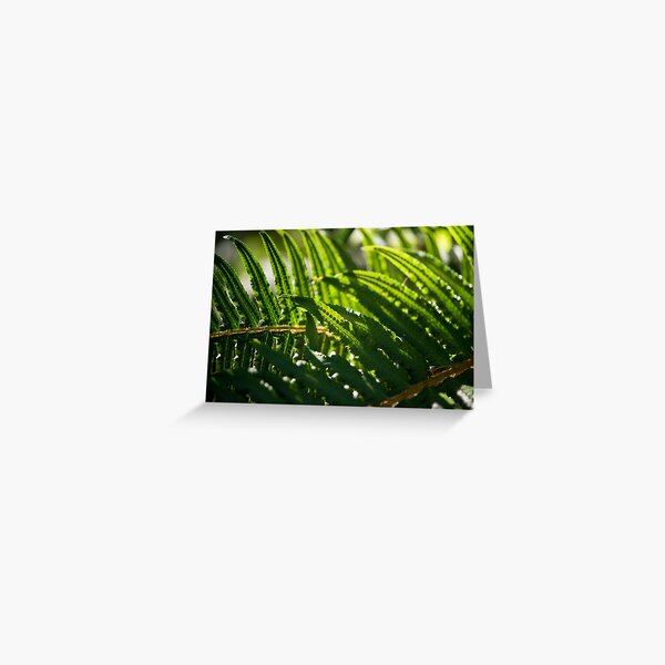 Item preview, Backlit Sword Fern designed and sold by LucentJourneys.