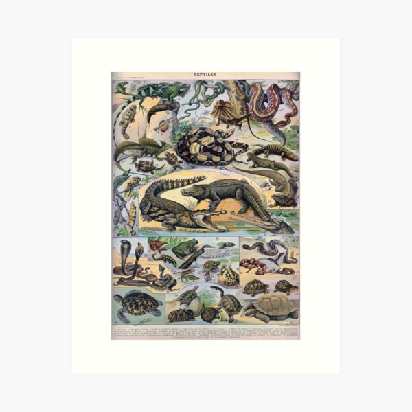 Item preview, Adolphe Millot Reptile designed and sold by wetdryvac.
