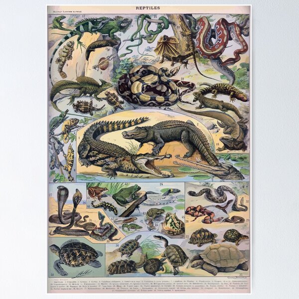Item preview, Adolphe Millot Reptile designed and sold by wetdryvac.