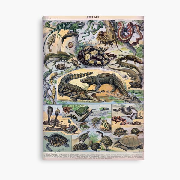 Item preview, Adolphe Millot Reptile designed and sold by wetdryvac.