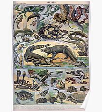 Adolphe Millot Reptile Poster