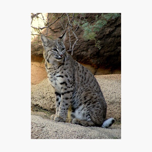 Bobcat Photographic Print