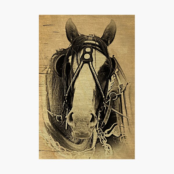 Heavy Horse Photographic Print