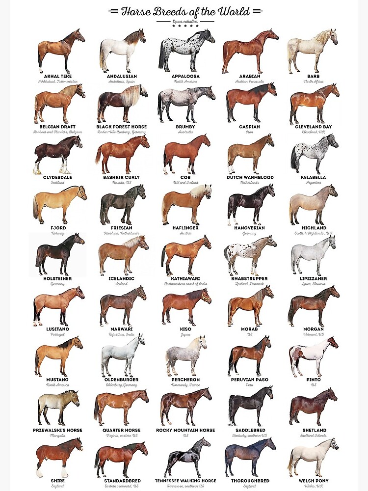 Horse Breeds Of The World by innasoyturk