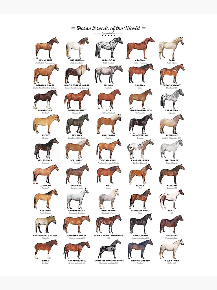 Horse Breeds Of The World by innasoyturk