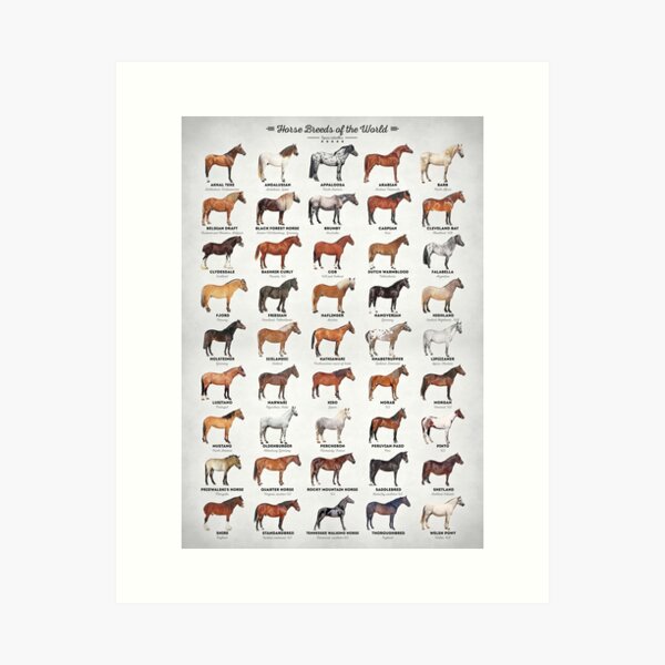 Item preview, Horse Breeds Of The World designed and sold by Inna Soyturk.