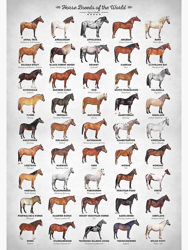 "Horse Breeds Of The World" Poster for Sale by innasoyturk Redbubble