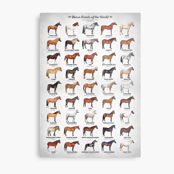 Horse Breeds Of The World Metal Print