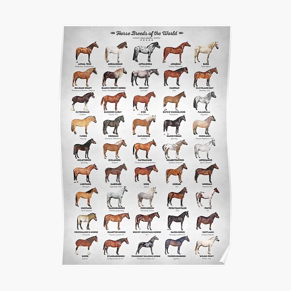 Horse Breeds Of The World Poster