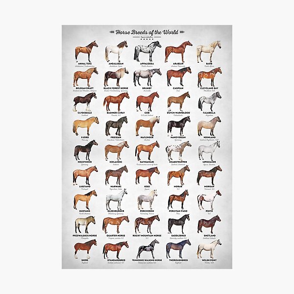 Horse Breeds Of The World Photographic Print
