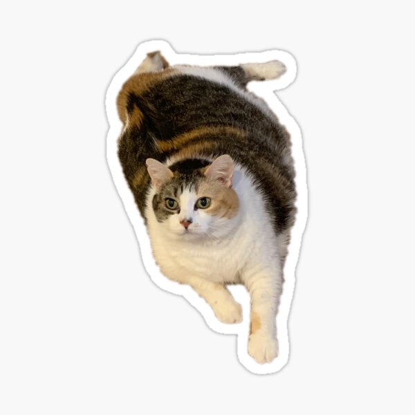 Miss B Begging Sticker