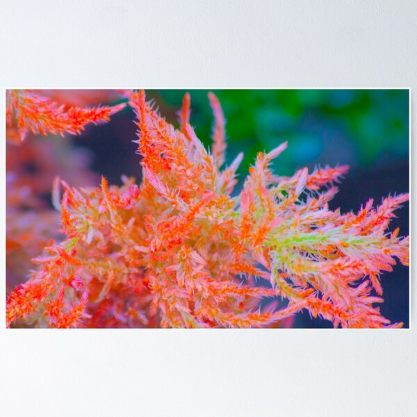 Item preview, plumas. celosia plumosa designed and sold by Tereza Pilar  Art.