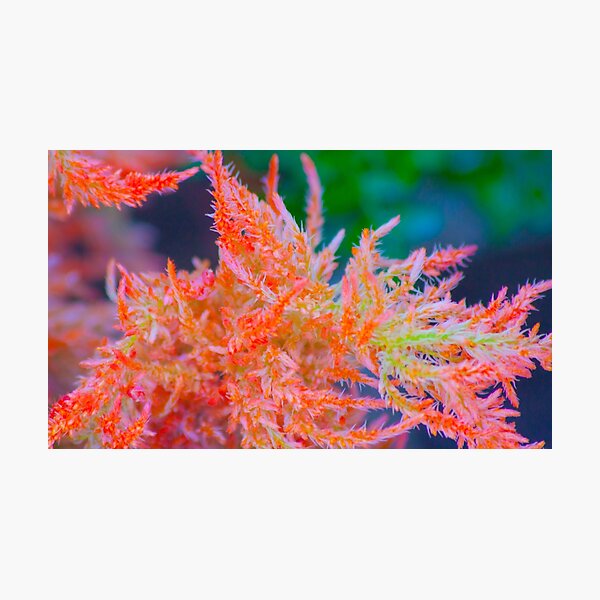 Item preview, plumas. celosia plumosa designed and sold by Tereza Pilar  Art.
