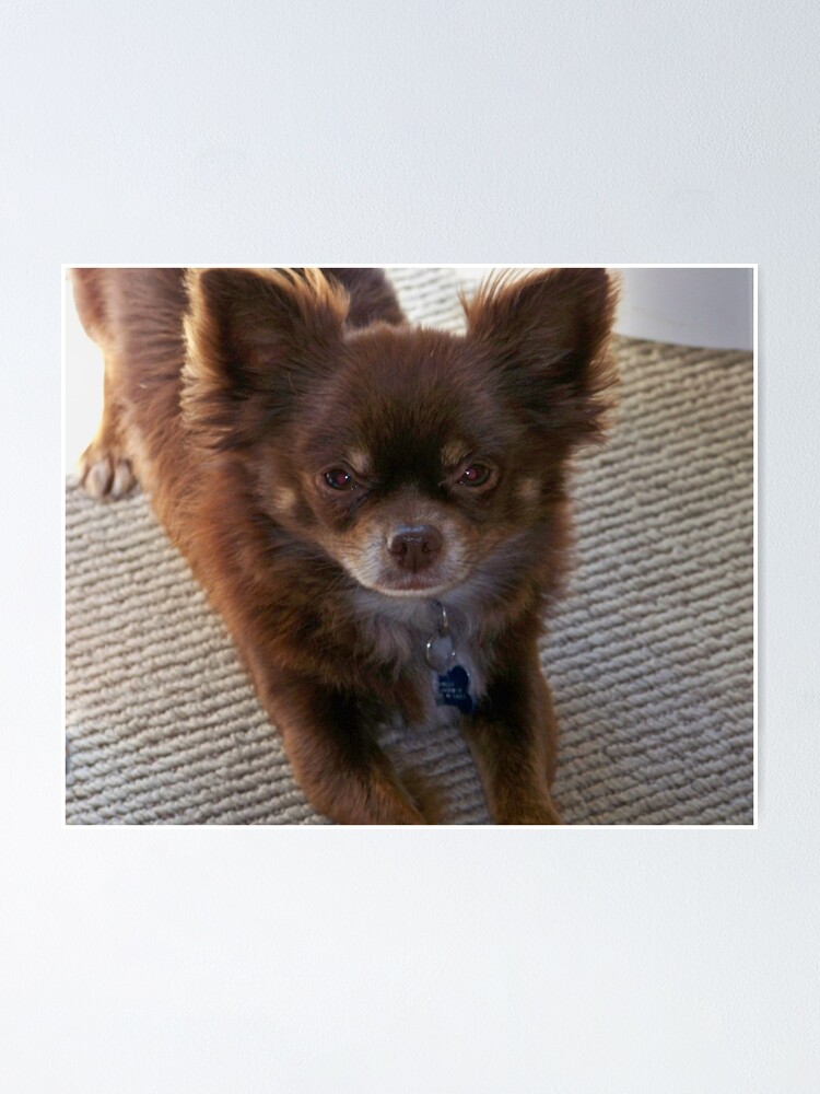 Chocolate Long Coat Chihuahua Poster By Noracaswell Redbubble