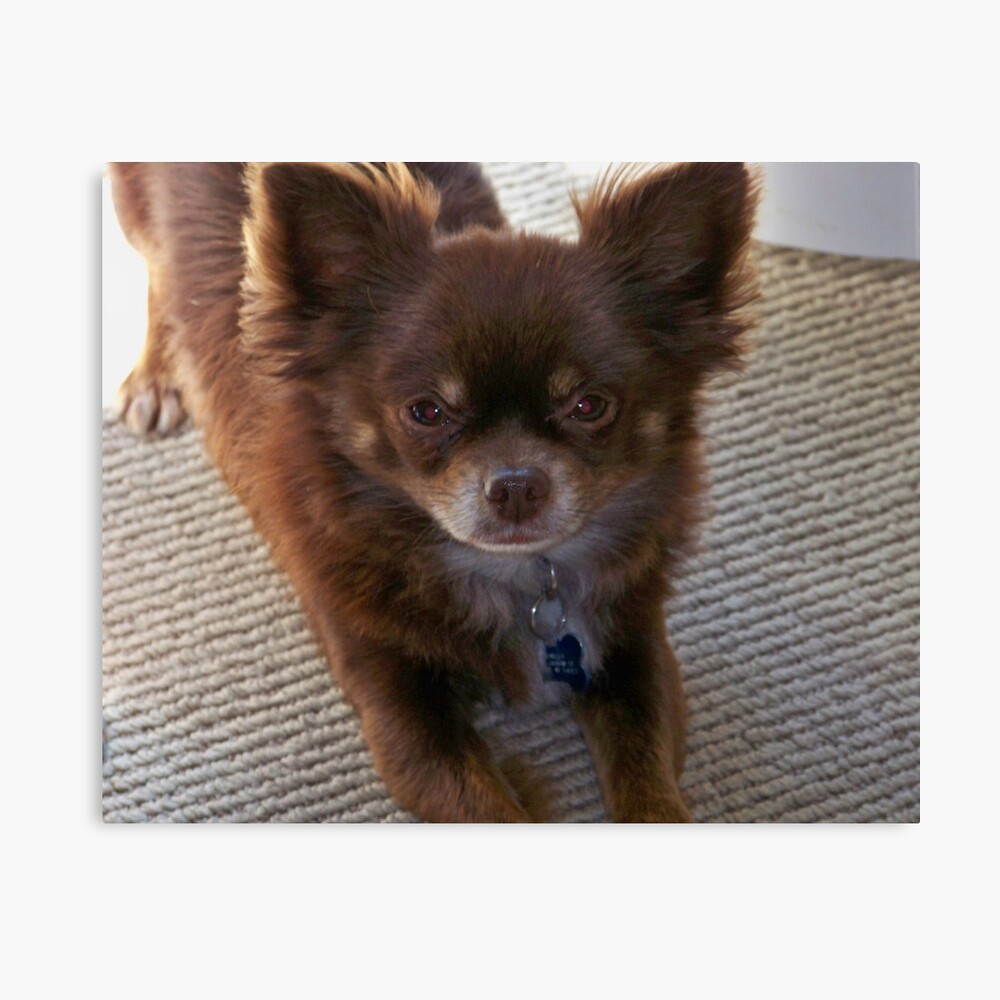 Chocolate long haired shop chihuahua for sale