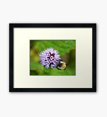 Bee & Flower Framed Print