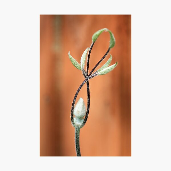 The Ballerina Photographic Print