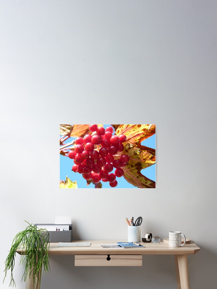 Red berries Poster