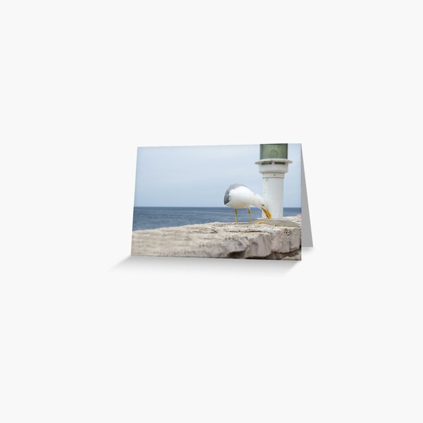 Aperçu de l'œuvre Mouette Manger des résidus alimentaires créée et vendue par Inimma.