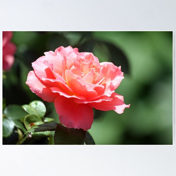 Item preview, A rose arose designed and sold by WalnutHill.